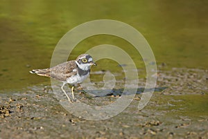 Little Ringed Plover - Charadrius dubius