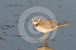 Little ringed plover ( Charadrius dubius ) photo