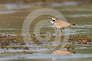 Little Ringed Plover Charadrius dubius