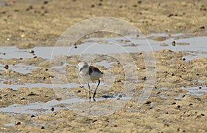 Little ringed plover - Charadrius dubius