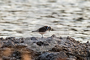 Little Ringed Plover Charadrius dubius