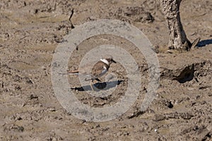 Little ringed plover, Charadrius dubius