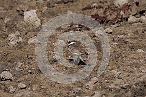 Little ringed plover, Charadrius dubius