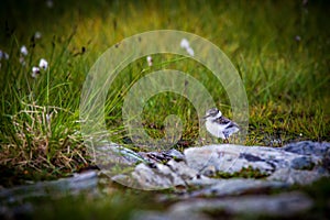 Little ringed plover (Charadrius dubius)