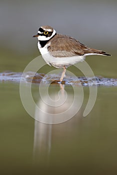 Little-ringed plover, Charadrius dubius