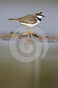 Little-ringed plover, Charadrius dubius