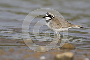 Little-ringed plover, Charadrius dubius