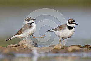 Little-ringed plover, Charadrius dubius