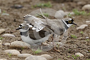 Little-ringed plover, Charadrius dubius