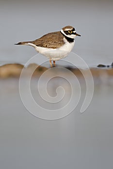 Little-ringed plover, Charadrius dubius