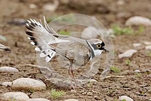 Little-ringed plover, Charadrius dubius