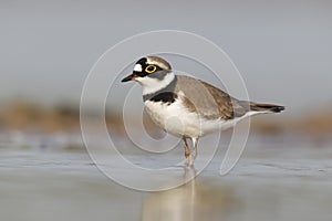 Little-ringed plover, Charadrius dubius