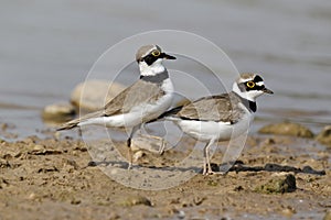 Little-ringed plover, Charadrius dubius