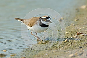 Little Ringed Plover - Charadrius dubius