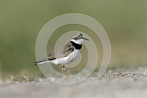 Little-ringed plover, Charadrius dubius