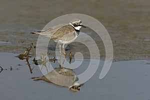 Little-ringed plover, Charadrius dubius