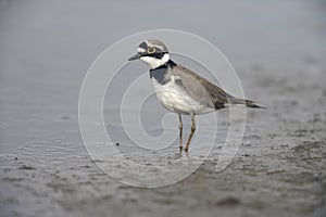 Little-ringed plover, Charadrius dubius