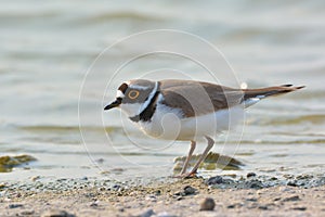 Little ringed plover - Charadrius dubius