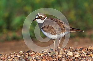 Little-ringed plover, Charadrius dubius