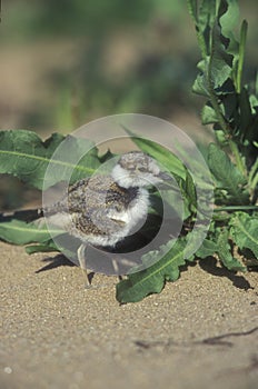 Little-ringed plover, Charadrius dubius