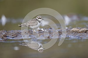 Little-ringed plover, Charadrius dubius