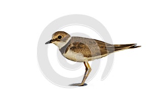 Little ringed plover ( Charadrius dubius ).