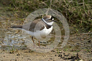 Little Ringed Plover - Charadrius dubius