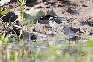 Little Ringed Plover (Charadrius dubius)