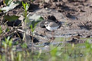 Little Ringed Plover (Charadrius dubius)