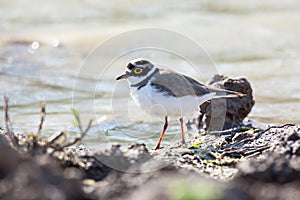 Little Ringed Plover (Charadrius dubius)