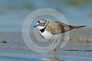 Little ringed plover (Charadrius dubius)