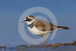 Little ringed plover ( Charadrius dubius )