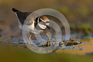 Little Ringed Plover - Charadrius dubius