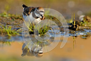 Little Ringed Plover - Charadrius dubius