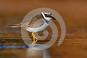 Little Ringed Plover - Charadrius dubius