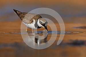 Little Ringed Plover - Charadrius dubius