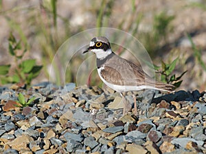 Little ringed plover (Charadrius dubius)