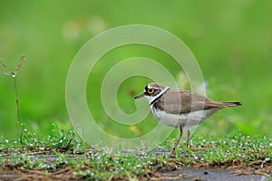 Little Ringed Plover (Charadrius dubius)