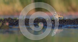 Little Ringed Plover - Charadrius dubius