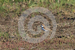 Little ringed plover charadrius dubius