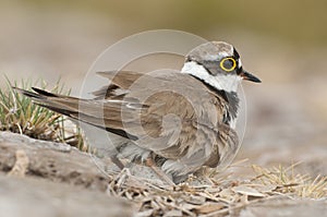 Little Ringed Plover Charadrius dubius, adult in the nest