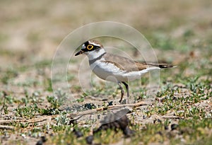 Little-ringed Plover Charadrius dubius in field near wetland