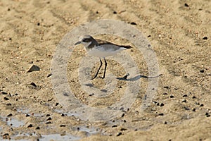 Little ringed plover - Charadrius dubius photo