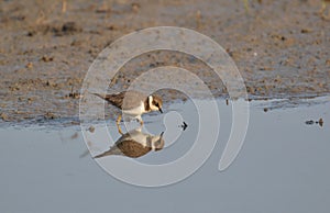 Little Ringed Plover (Charadrius dubius) Mirror Image