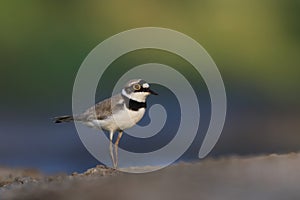 Little-ringed Plover, Charadrius dubius, in the nature habitat.