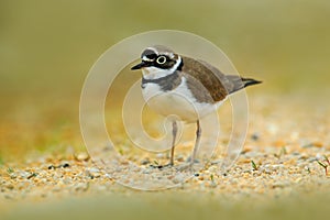 Little-ringed Plover, Charadrius dubius, in the nature habitat. Water bird on the sand beach. Bird in the little stones. Plover fr