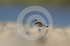 Little Ringed Plover (Charadrius dubius) is one of most worm eating birds n wetlands.