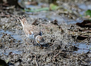 Little ringed plover Charadrius dubius searching for the food in marshy area of lake