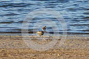 Little Ringed Plover (Charadrius dubius) searching for food on the shore of the Beniarres swamp