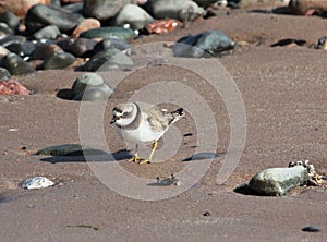 Little Ringed Plover charadrius dubius on shore